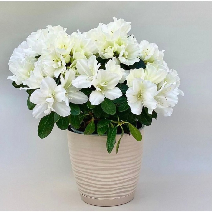 Азалия белая