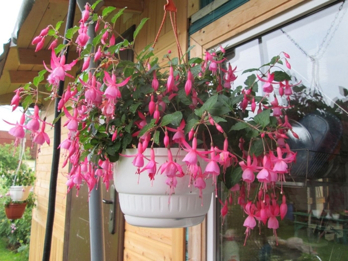 Фуксия гибридная ампельная