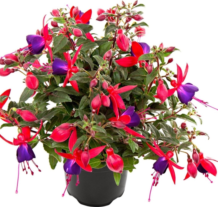 Фуксия белла