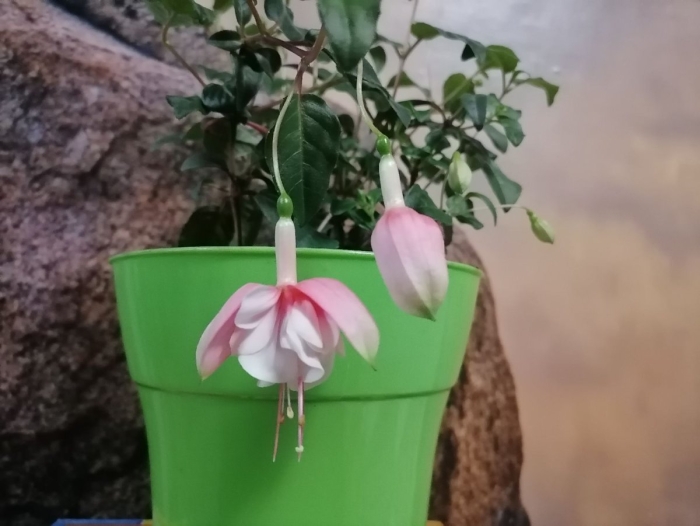 Фуксия уход в домашних условиях