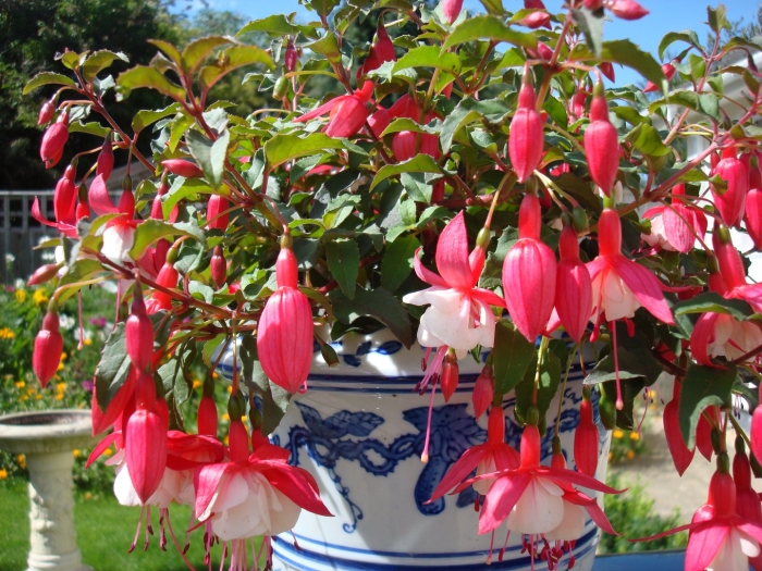 Ампельная фуксия