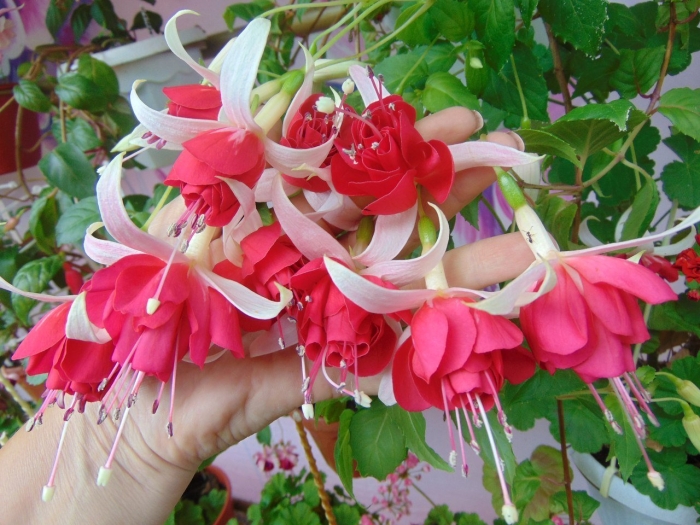 Фуксия piannes berg