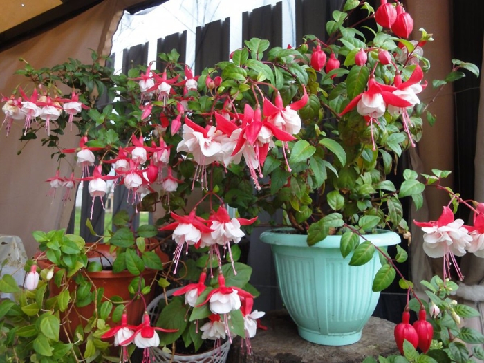 Фуксия гибридная ампельная