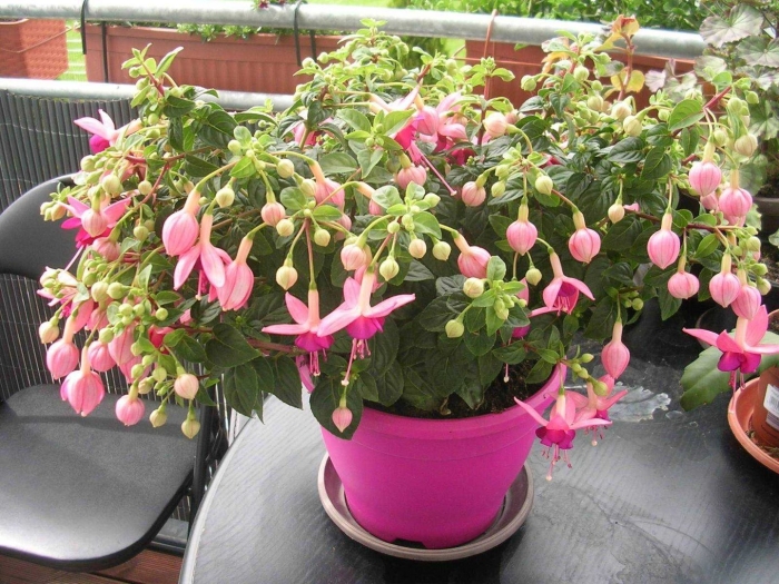 Фуксия basseveldse ezels