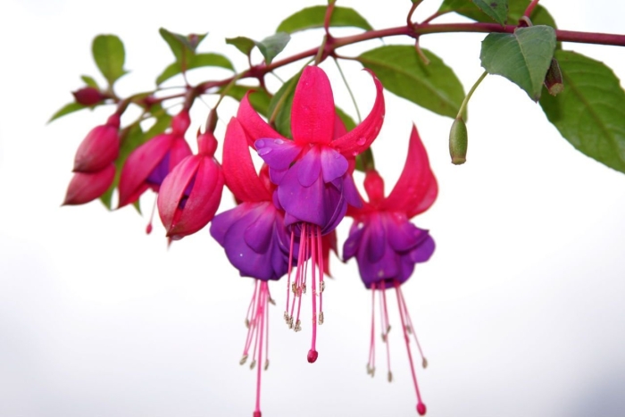 Фуксия цветок ампельная