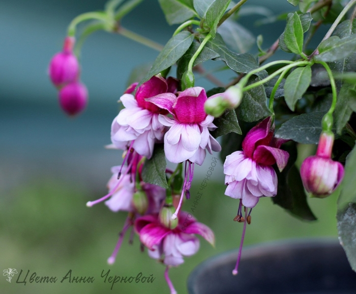 Фуксия кустовая