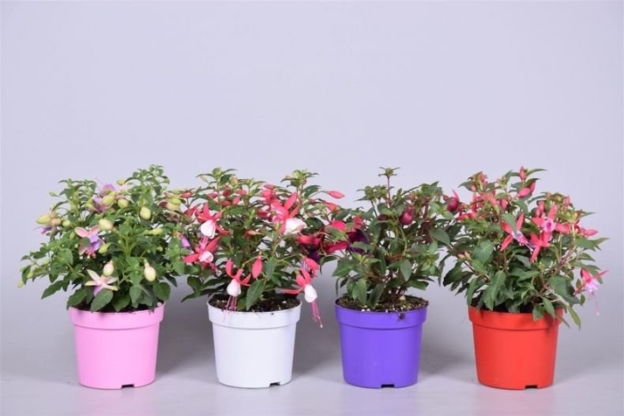 Фуксия белла микс