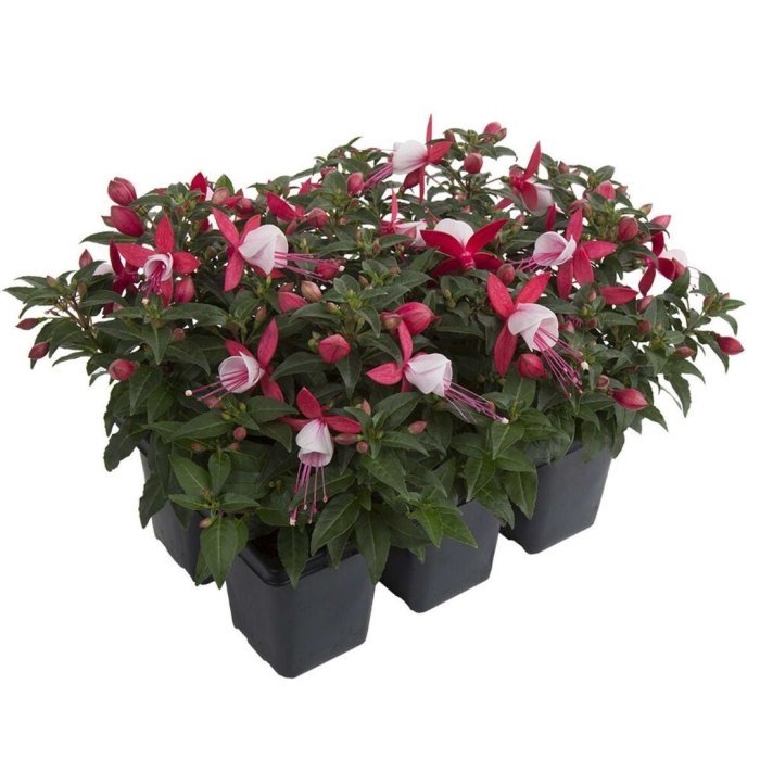 Фуксия белла эвита