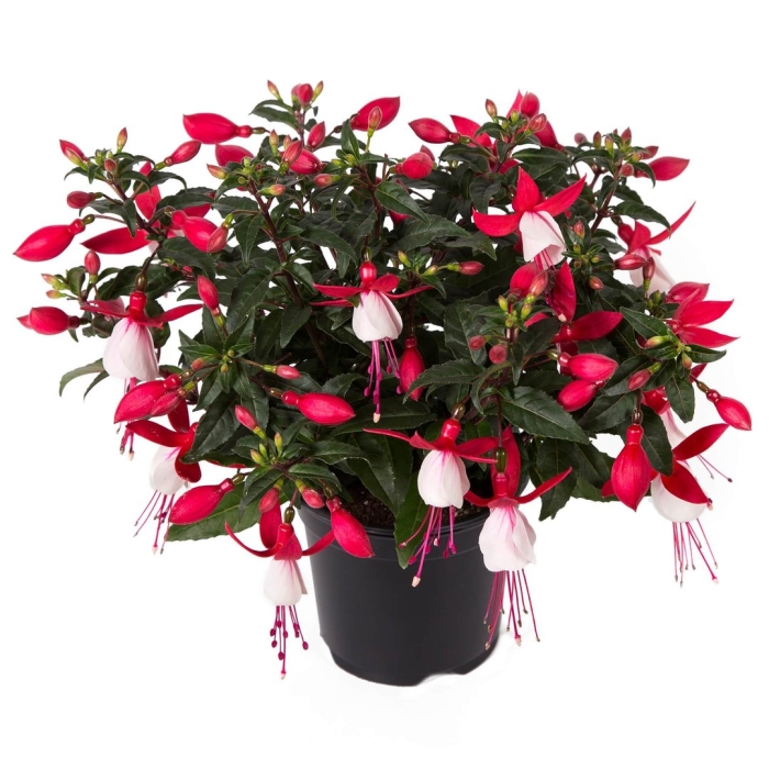 Фуксия белла эвита