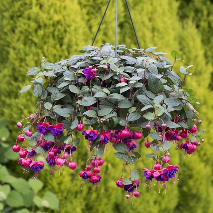 Фуксия dollarprinzessin