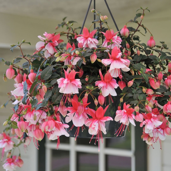 Ампельная фуксия