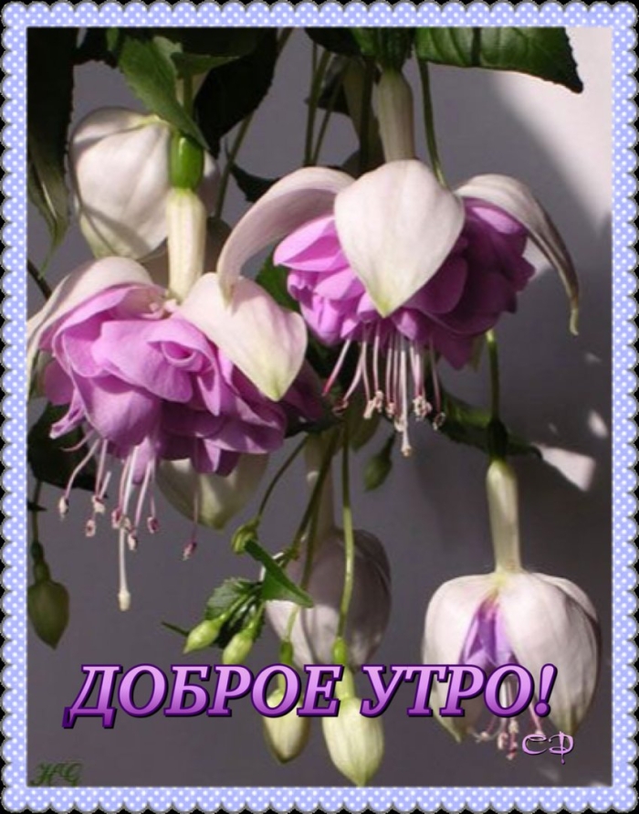 Комнатные цветы фуксия