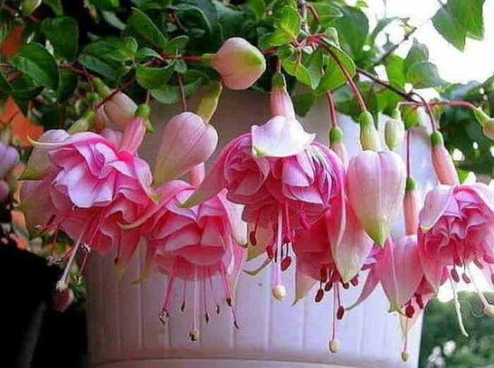 Фуксия bella rosella