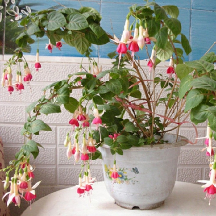 Фуксия бонсай