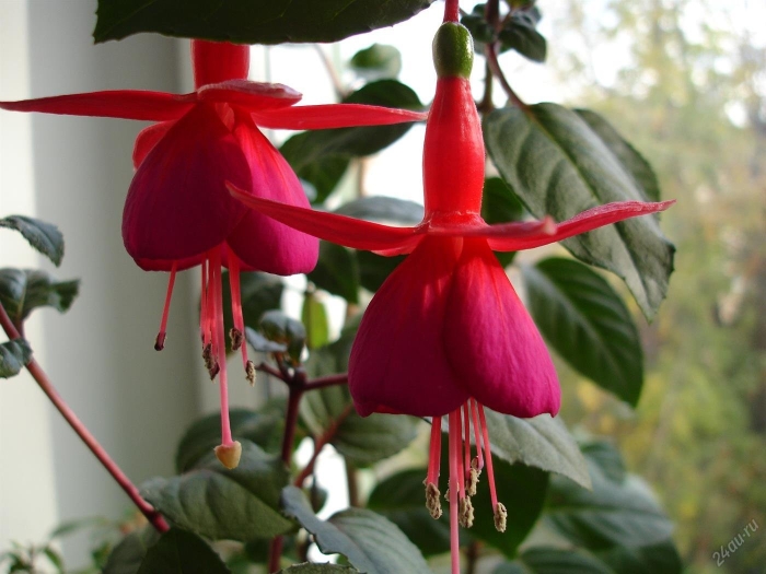 Фуксия d15 h35