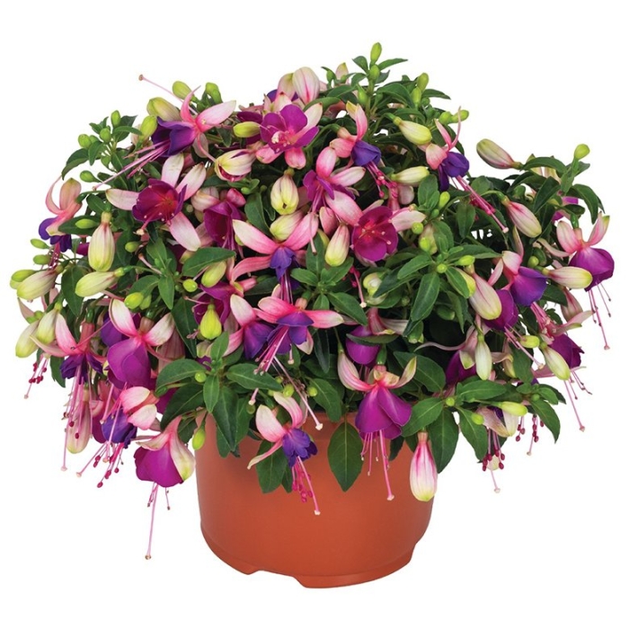 Фуксия ballerina