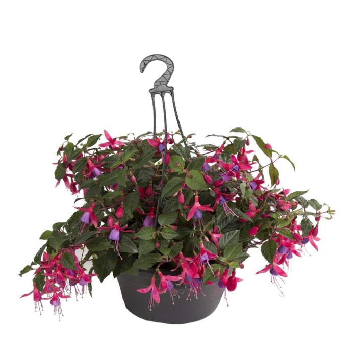 Фуксия ампельная маринка