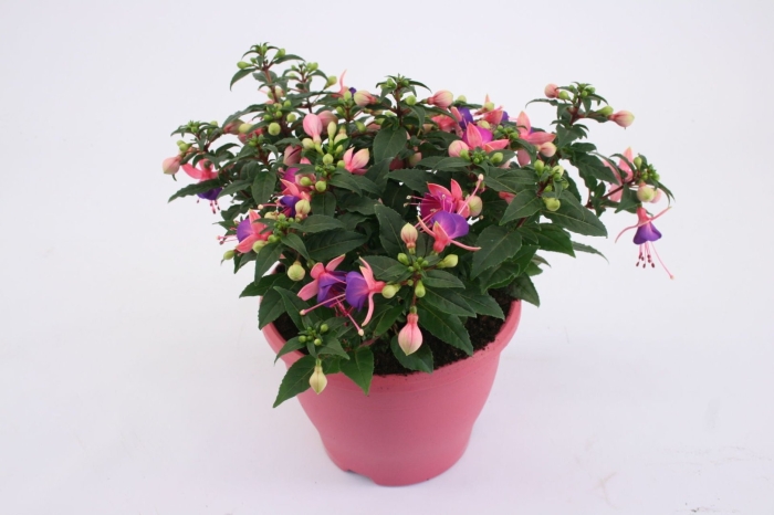 Фуксия mariska