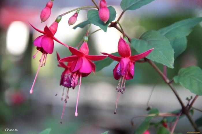 Фуксия амбро кэмпбелл