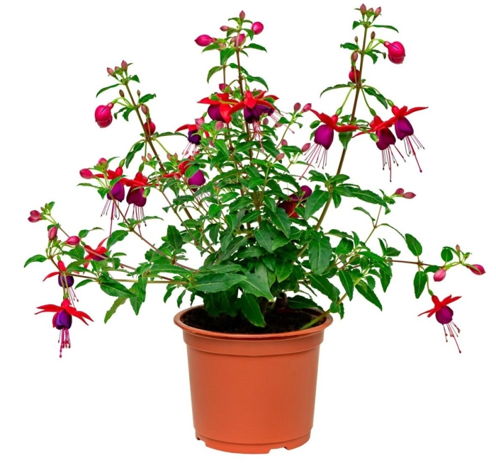 Цветок фуксии