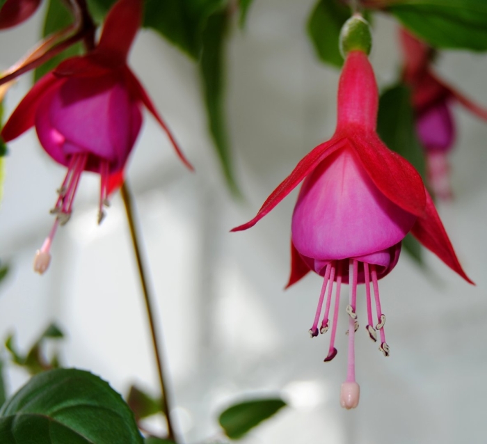 Фуксия омар гигант