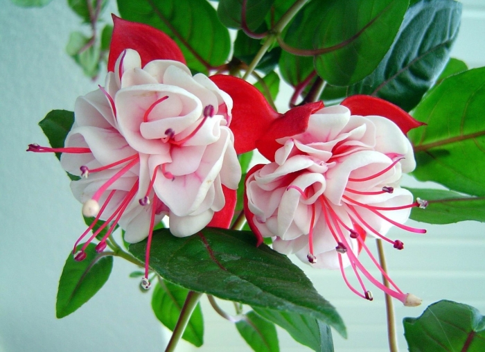 Фуксия гранди си