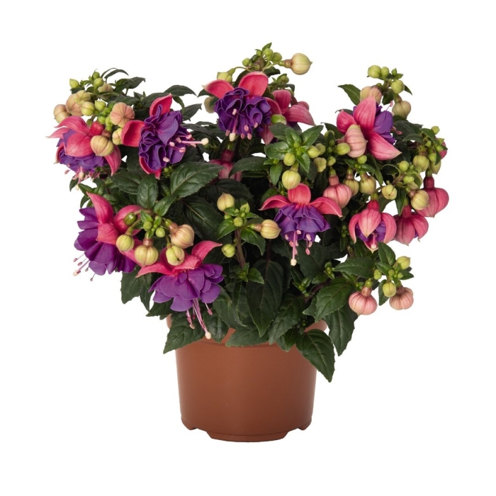 Фуксия aretes colmar