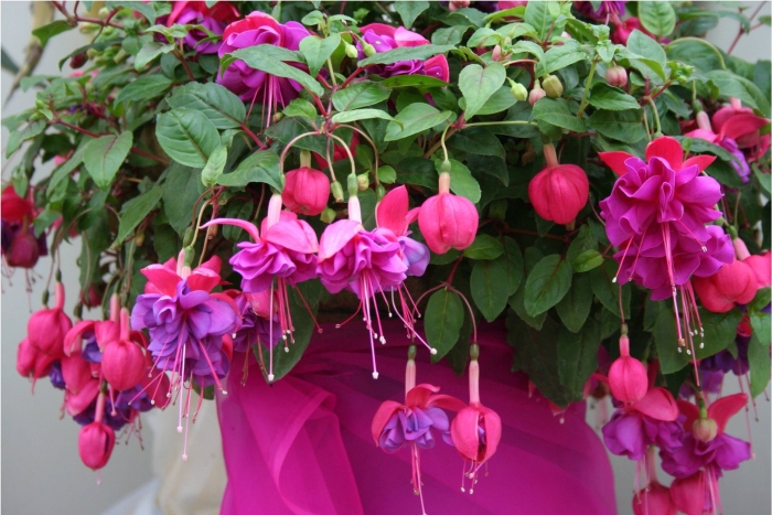 Фуксия элвин ампельная