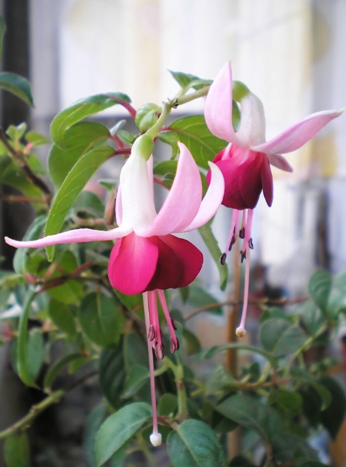 Фуксия цыганские сережки