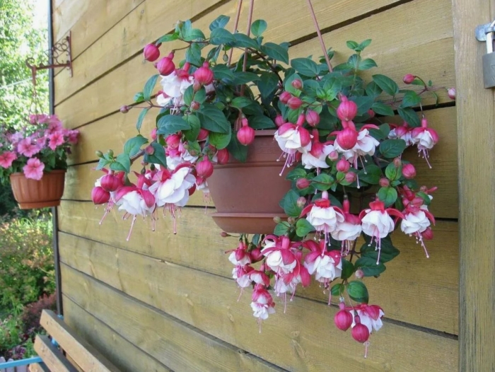 Фуксия ампельная swingtime