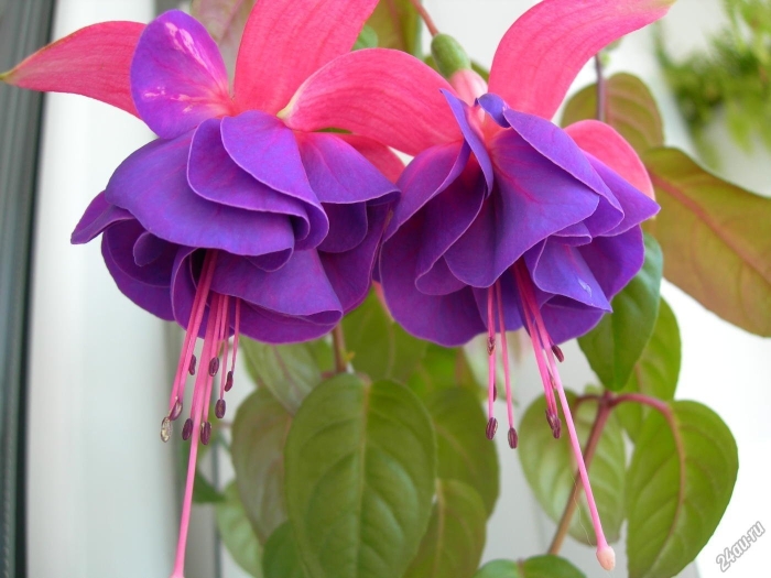 Фуксия roxana graman