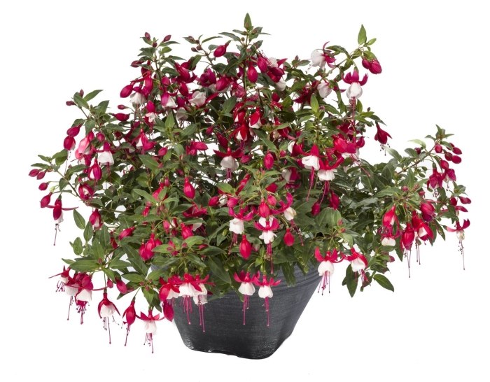 Фуксия миллениум