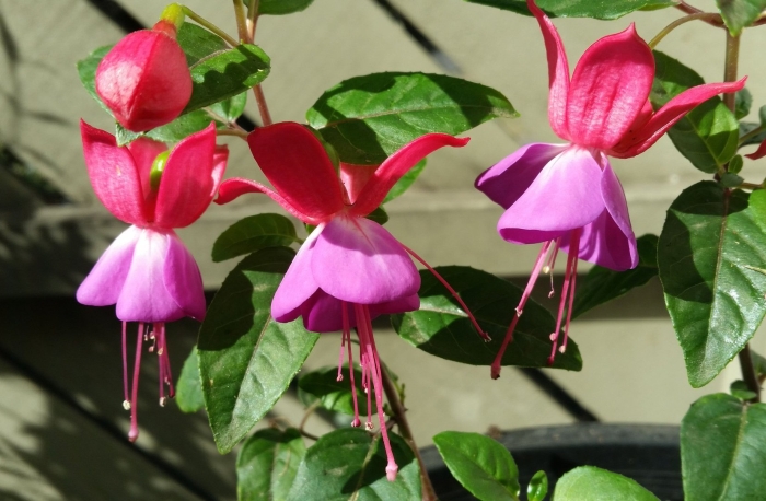 Фуксия walz blauwkous