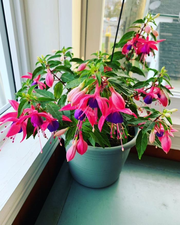 Комнатное растение фуксия