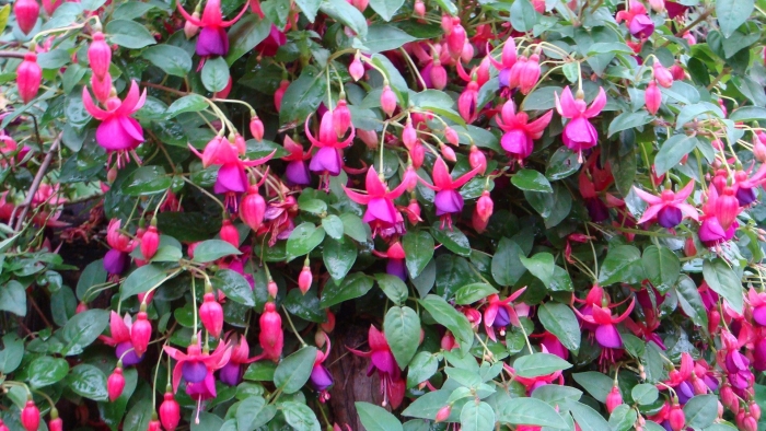 Фуксия садовая многолетняя