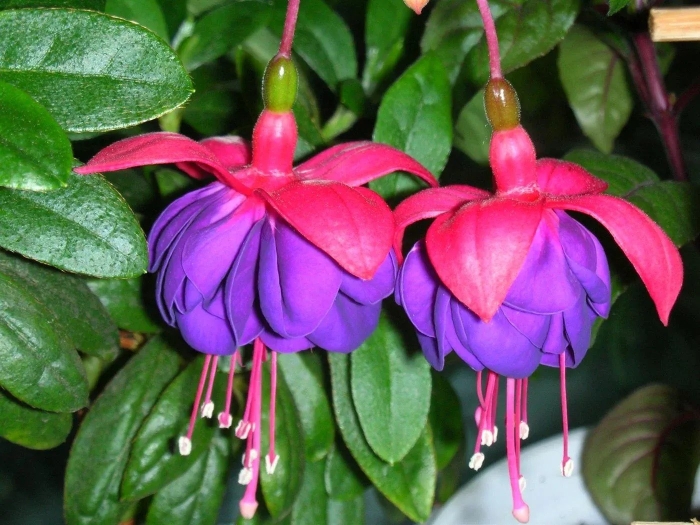 Фуксия блю айс