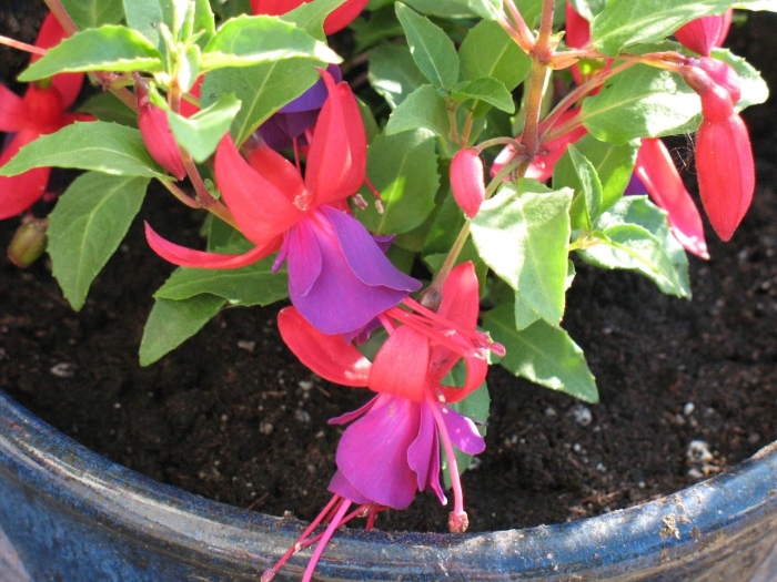 Фуксия цветок комнатный