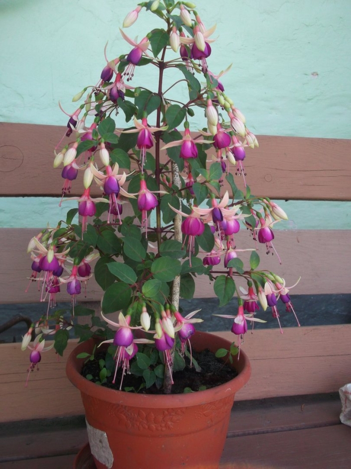 Фуксия крупноцветковая ампельная