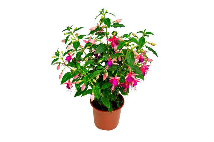 Фуксия bella lydia