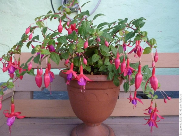 Фуксия комнатное растение