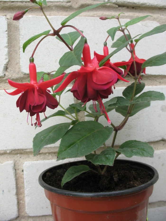 Фуксия пинто де блю