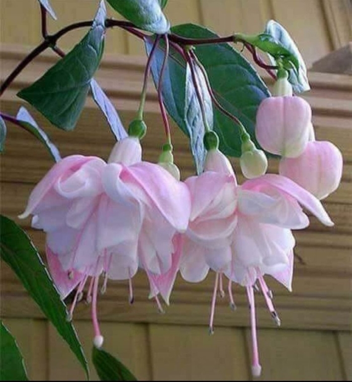 Фуксия natasha sinton