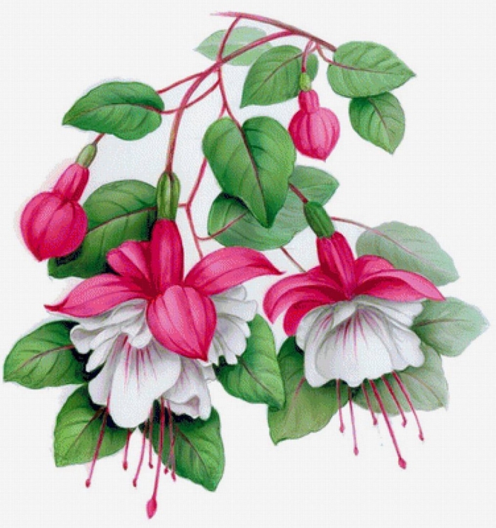 Фуксия золотистая botanical