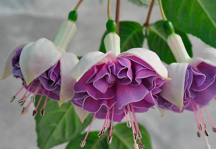 Фуксия ленни эрвин