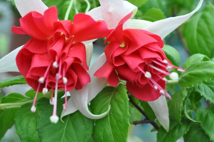 Фуксия веенлуст