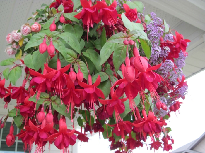 Фуксия миллениум ампельная