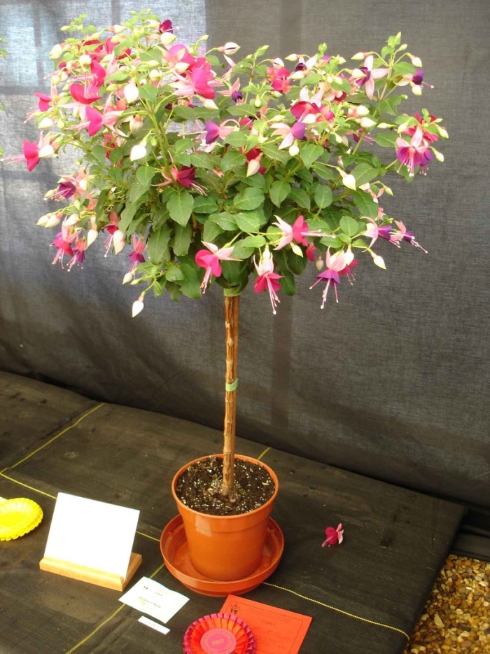 Фуксия штамбовая