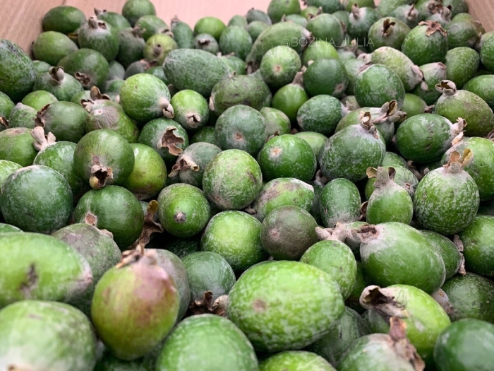 Ягода фейхоа