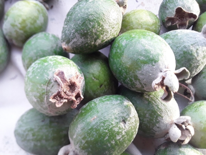 Полезные свойства фейхоа