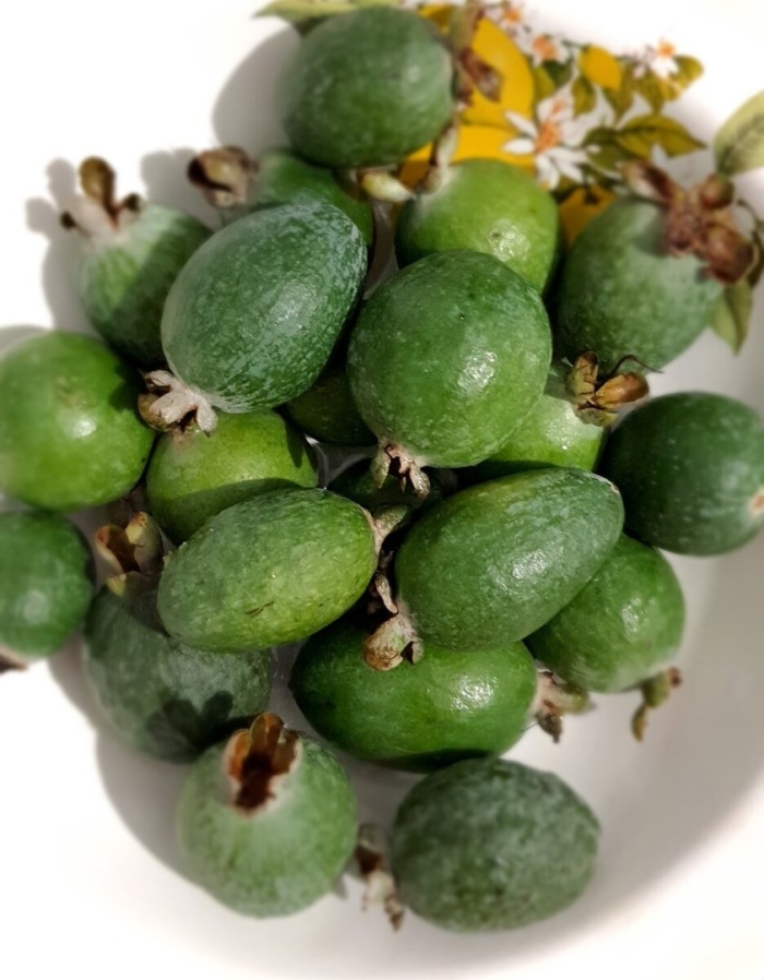 Плод фейхоа